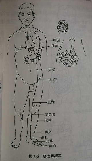 足脾经的位置示意图图片